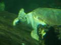 Sea turtle 2